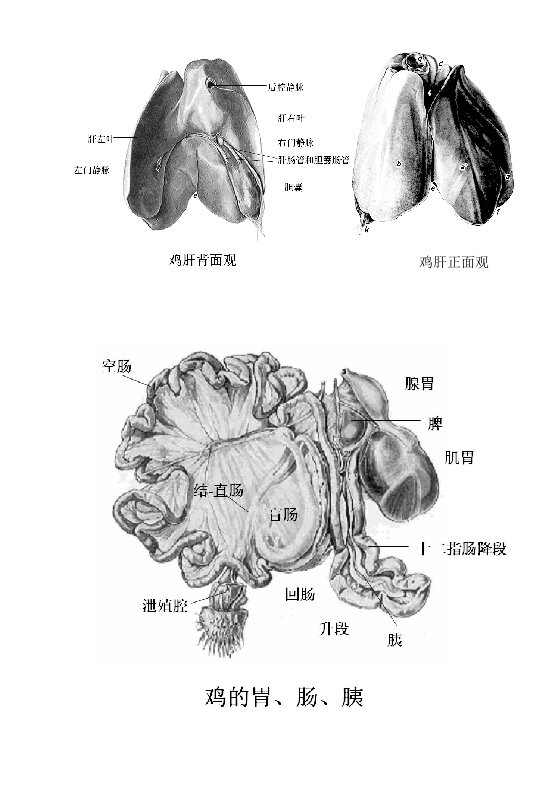 鸡各部位图片