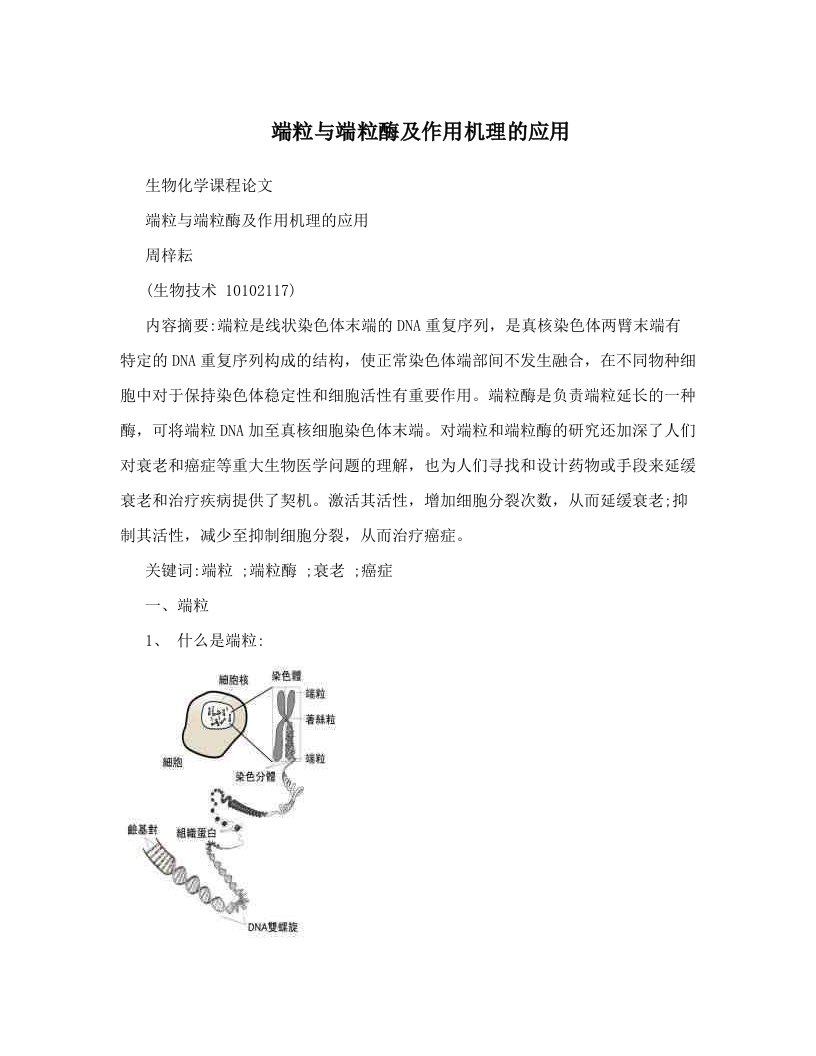 端粒与端粒酶及作用机理的应用