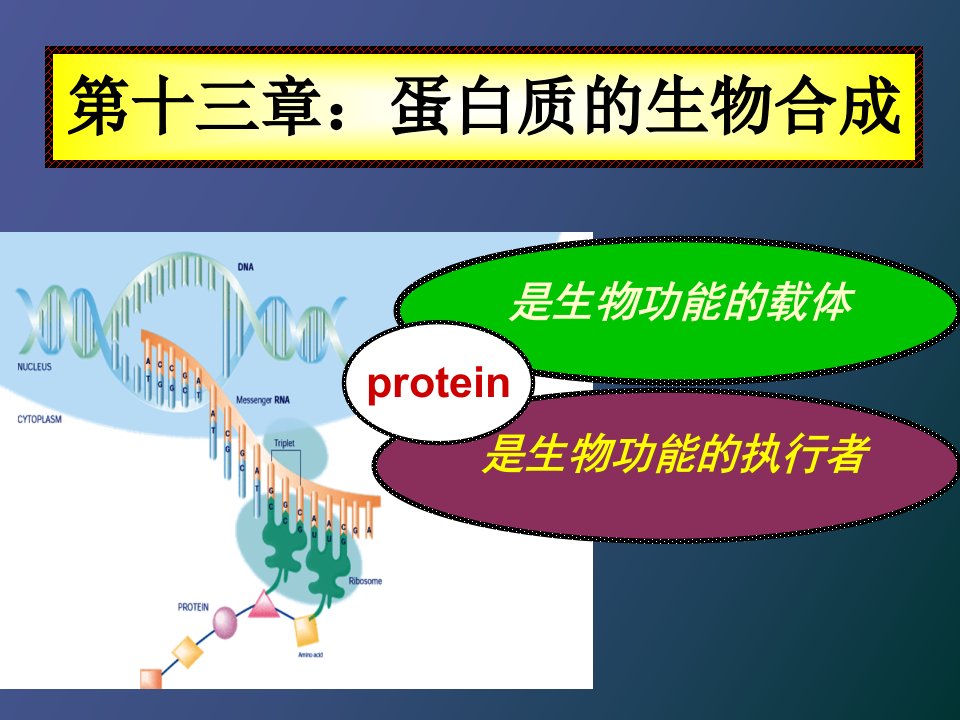 生物化学第十三章蛋白质