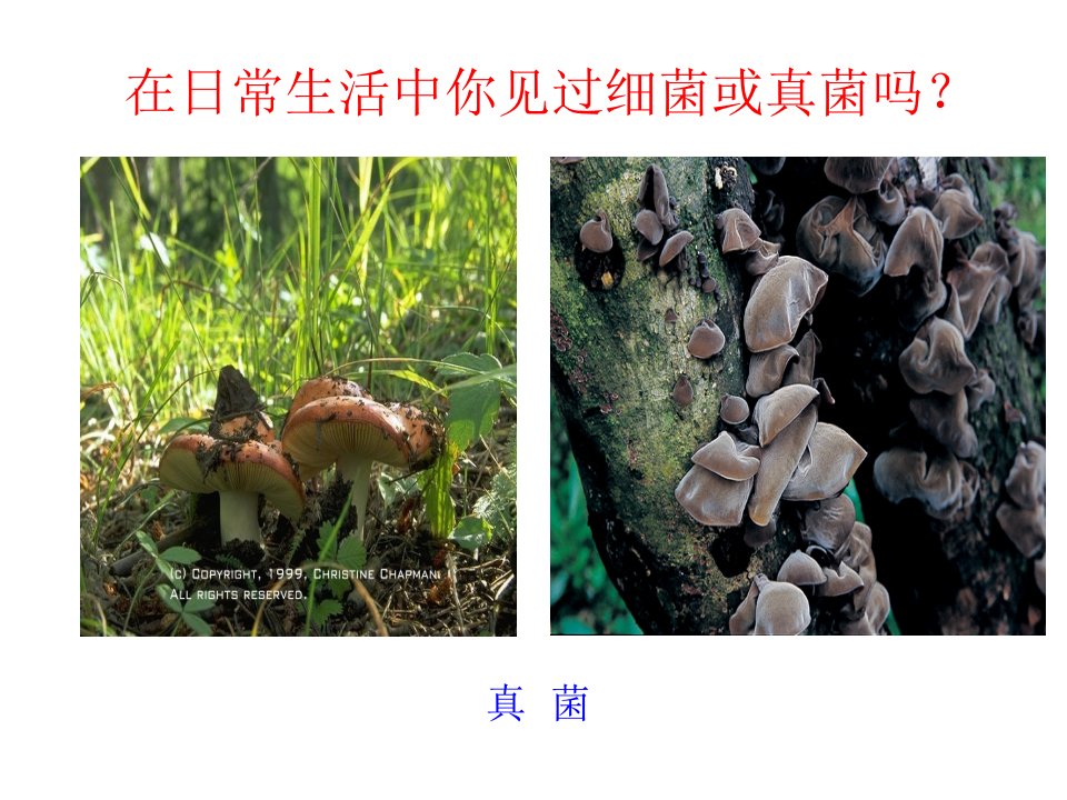 医学专题j第四章第一节细菌和真菌的分布46PPT