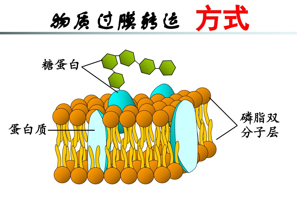 高一生物物质过膜转运的方式