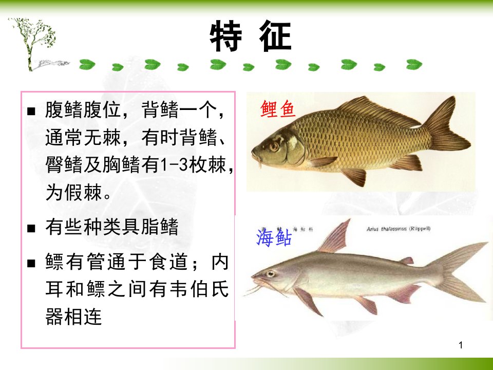 硬骨鱼纲鲤形目高等教育