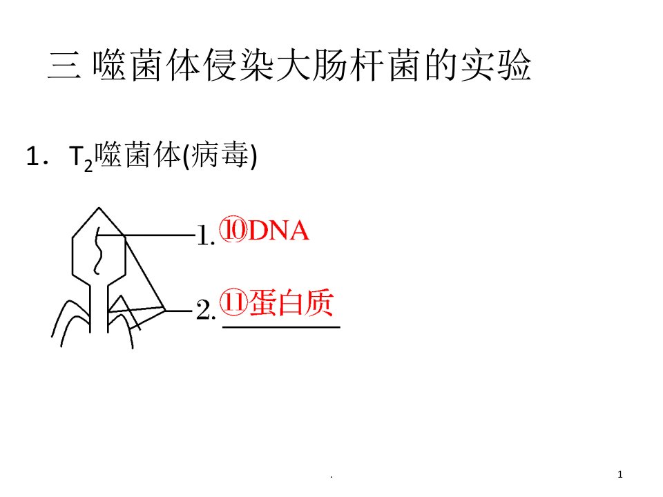 噬菌体侵染大肠杆菌的实验