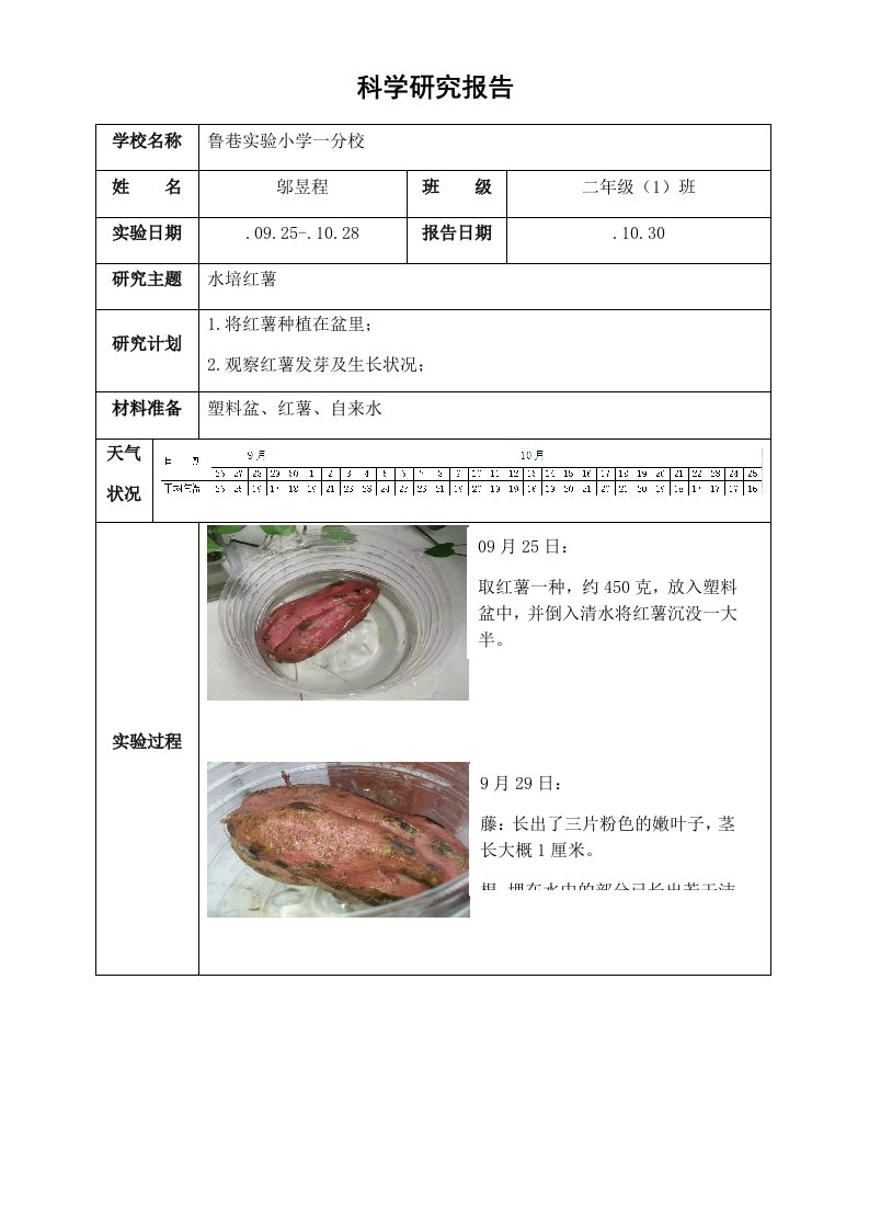 水培红薯研究报告----红薯