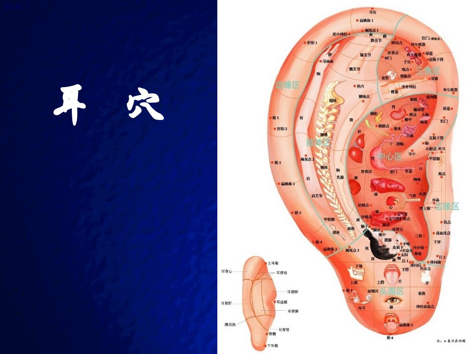 耳穴疗法讲课ppt课件