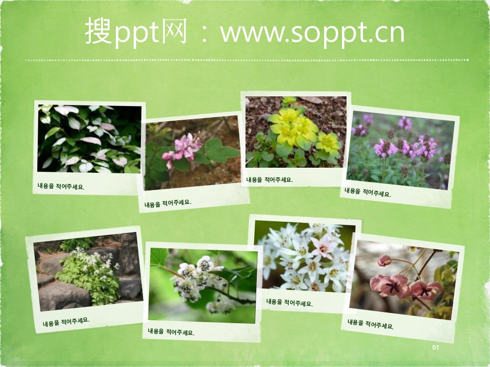 植物学ppt模板免课件