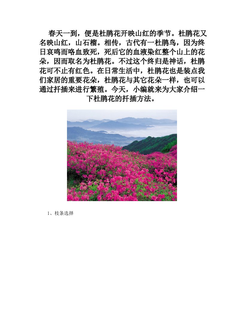 杜鹃花开映山红+杜鹃花扦插方法