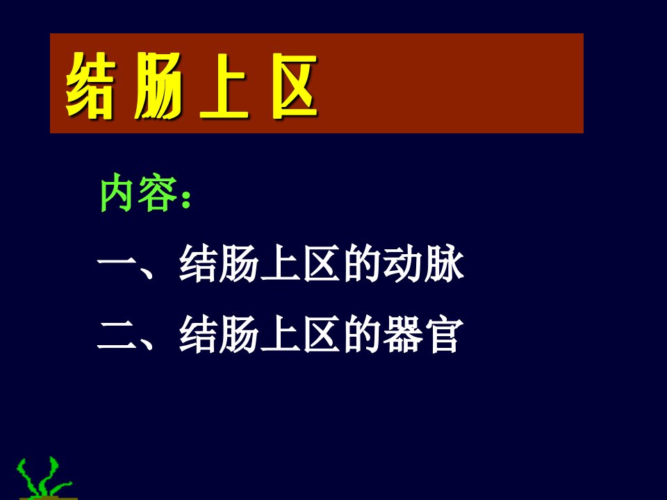 《腹部结肠上下区》PPT课件