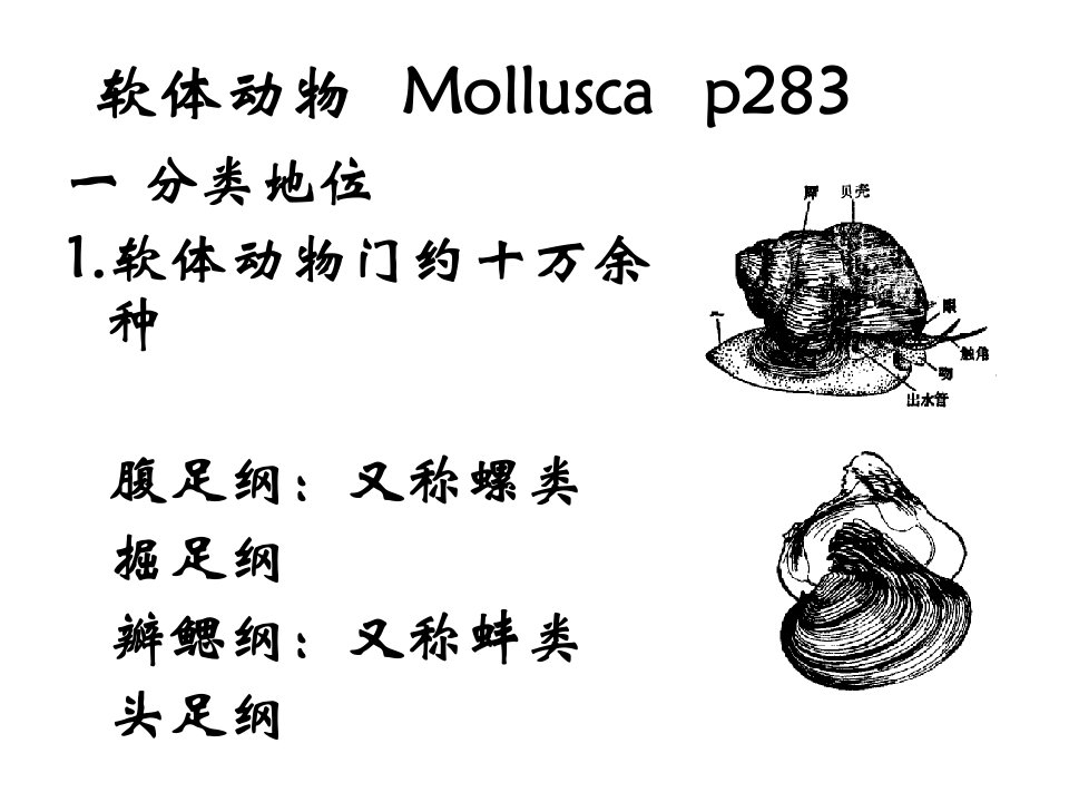 水生生物学16蚌-的贝壳软体动物---Mollusca课件