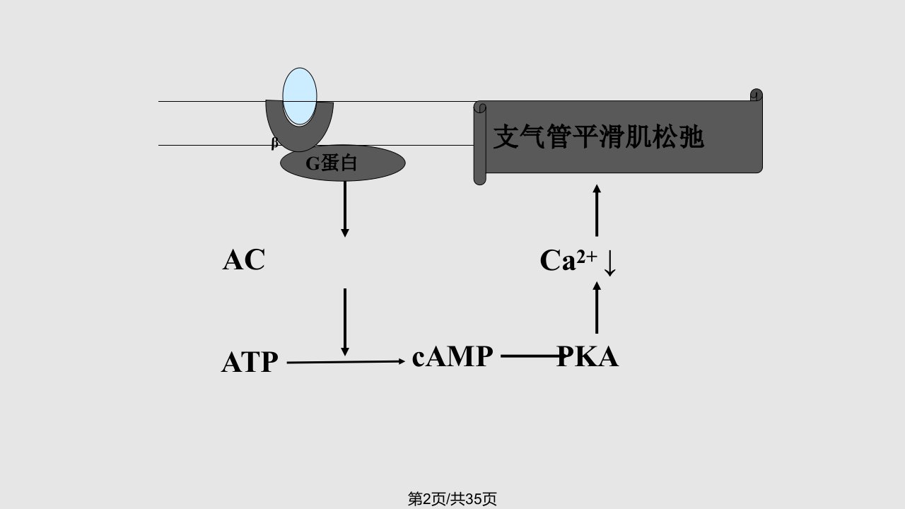 镇咳祛痰及平喘药药理学