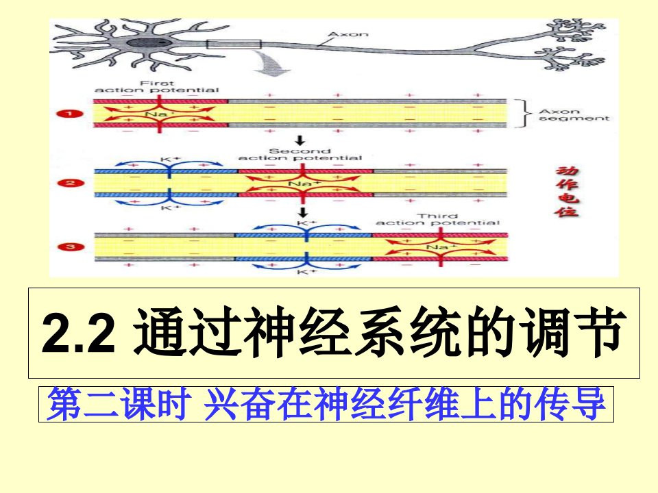 兴奋在神经纤维上的传导含动画