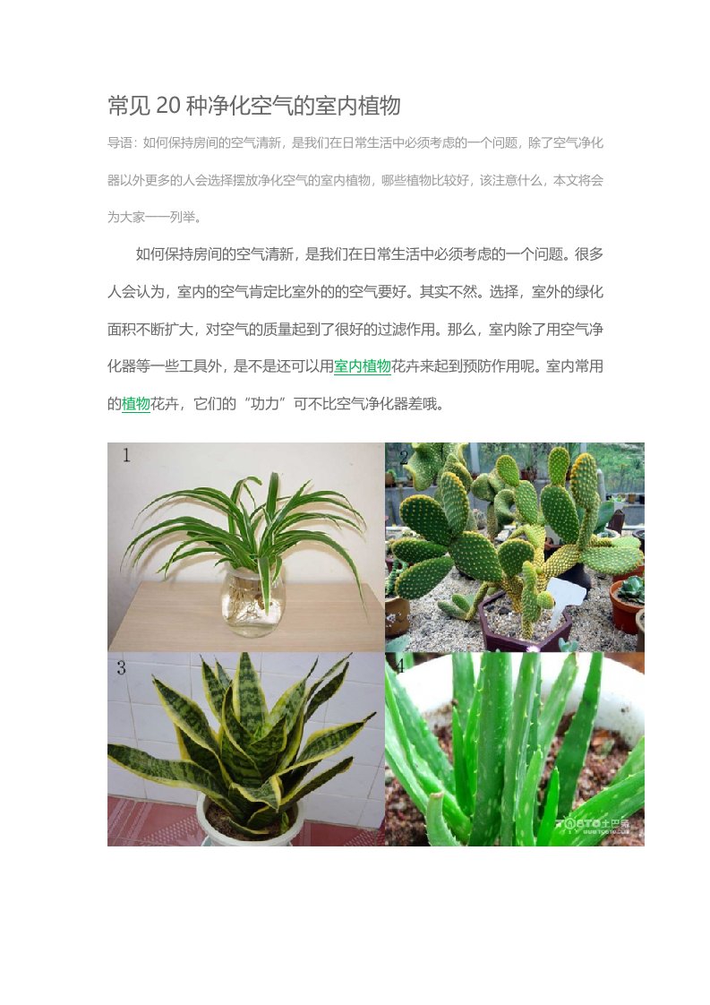 常见20种净化空气的室内植物