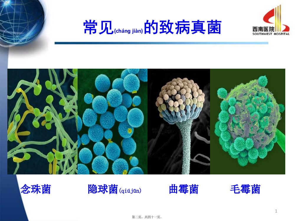 医学专题从实践看呼吸科肺部真菌感染第三军医大学西南医院呼吸科熊玮