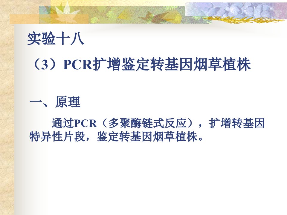 实验十八PCR扩增鉴定转基因烟草植株