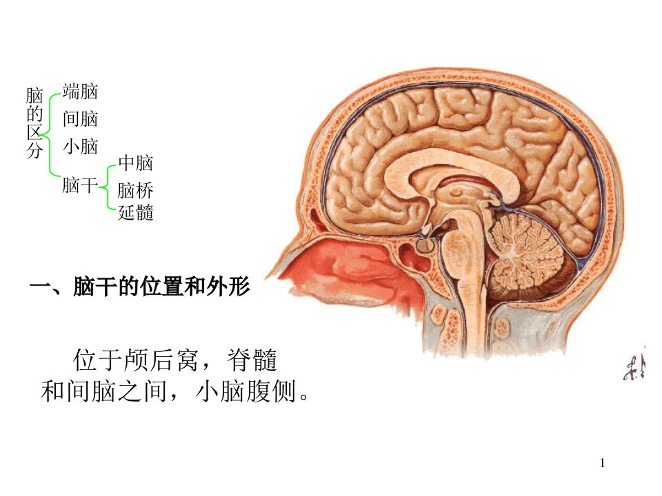 人体解剖学教学课件16-2脑干