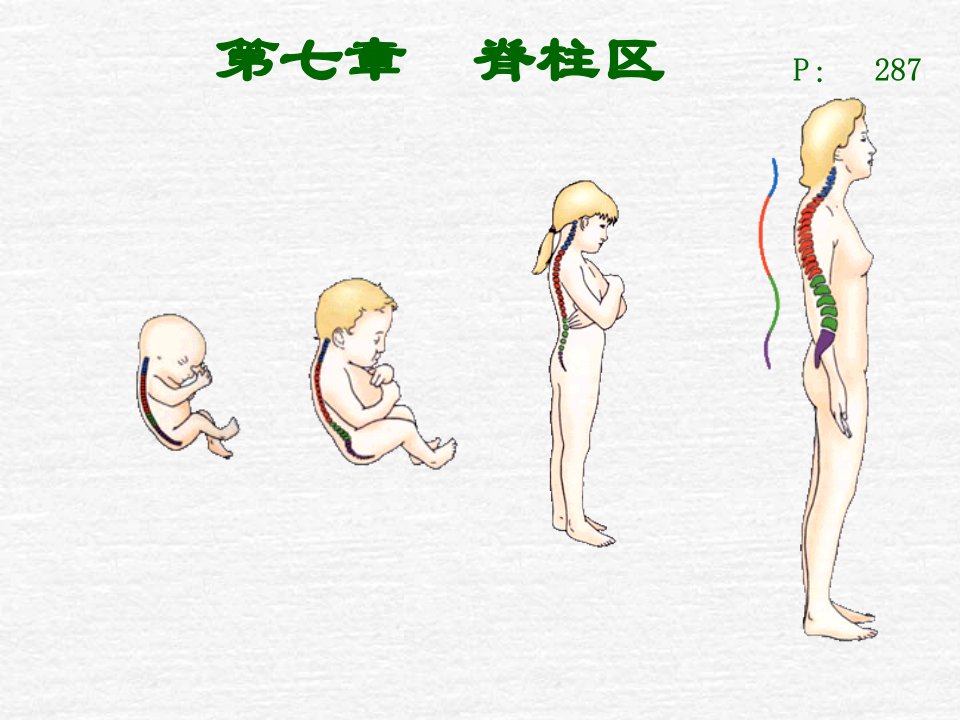 《脊柱区：断解》PPT课件