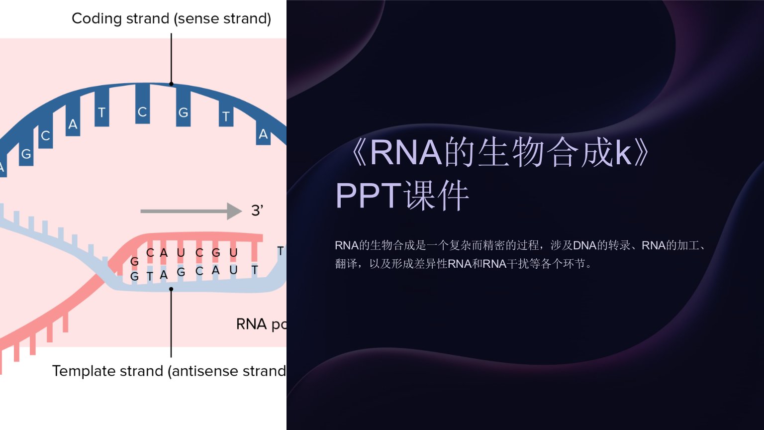 《RNA的生物合成k》课件