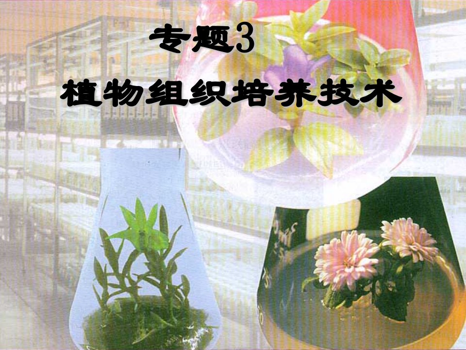 菊花的组织培养