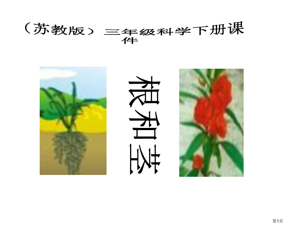 根和茎苏教版小学科学三年级下册市名师优质课比赛一等奖市公开课获奖课件