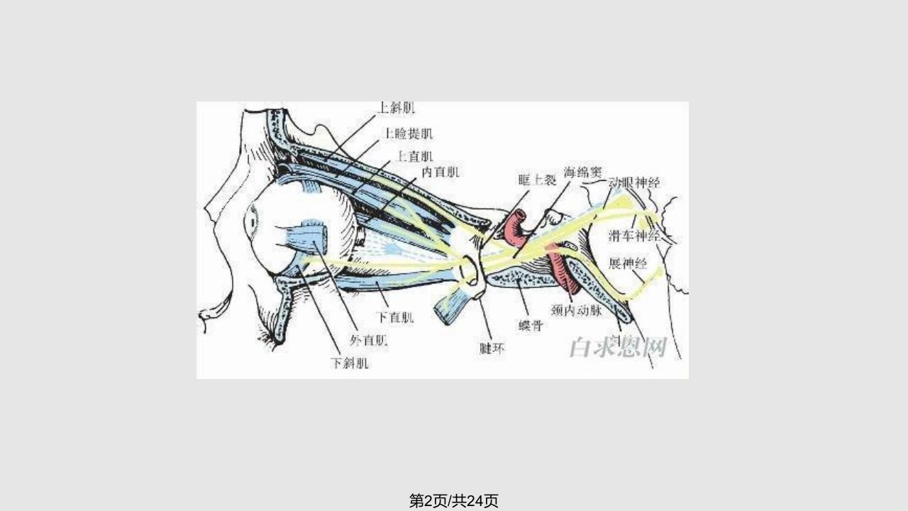 眼外肌纤维化综合征zx