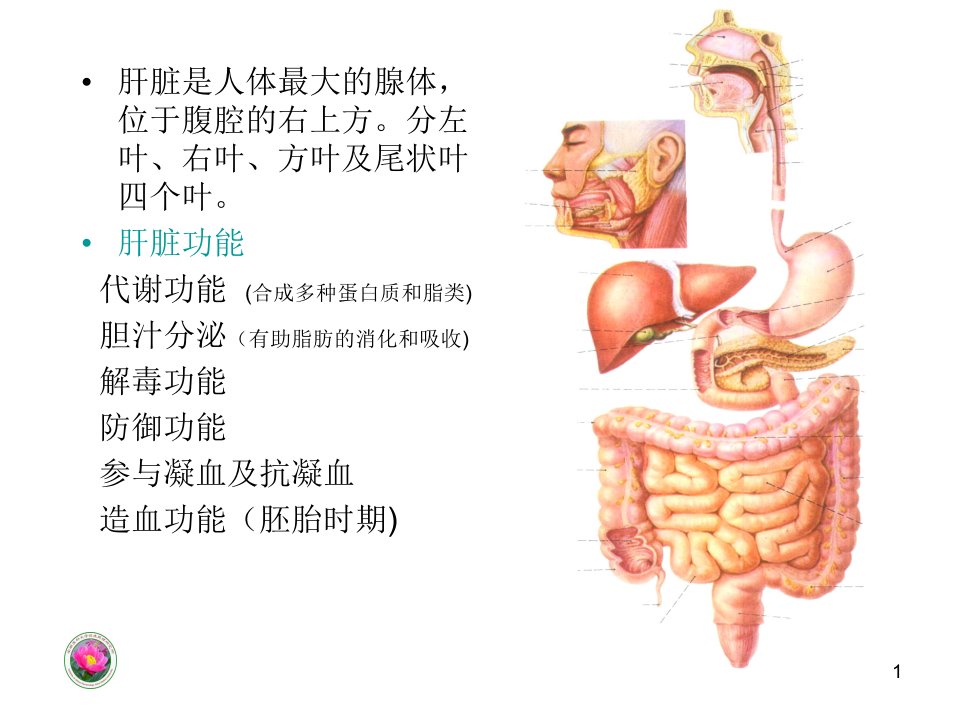 抗肝损伤与肝纤维化药实验法