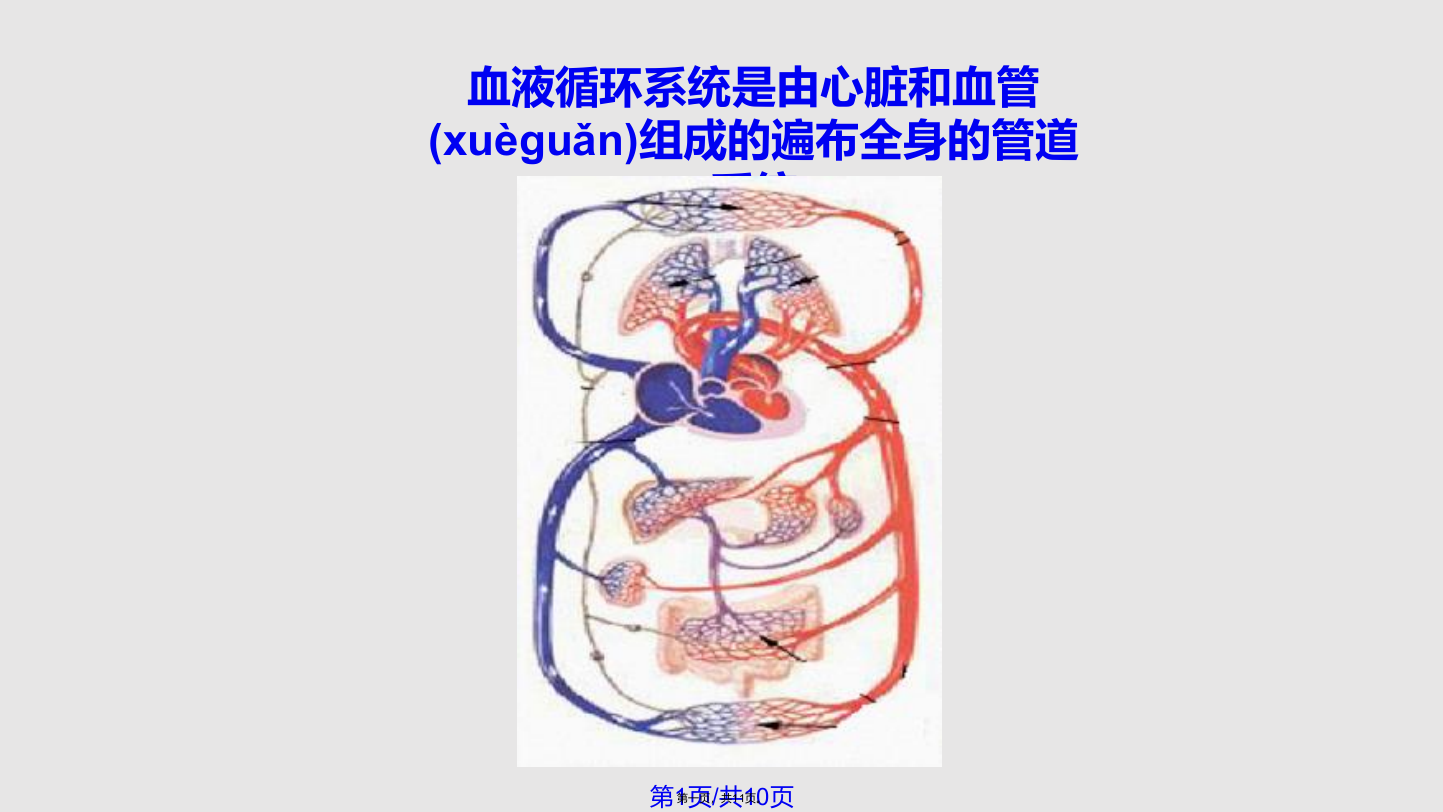 五年级科学下册心脏和血管青岛