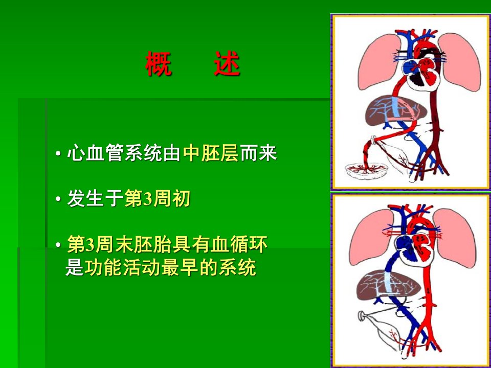 心血管发生人体组织学与胚胎学