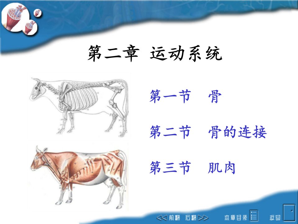 畜禽解剖学-2运动系统