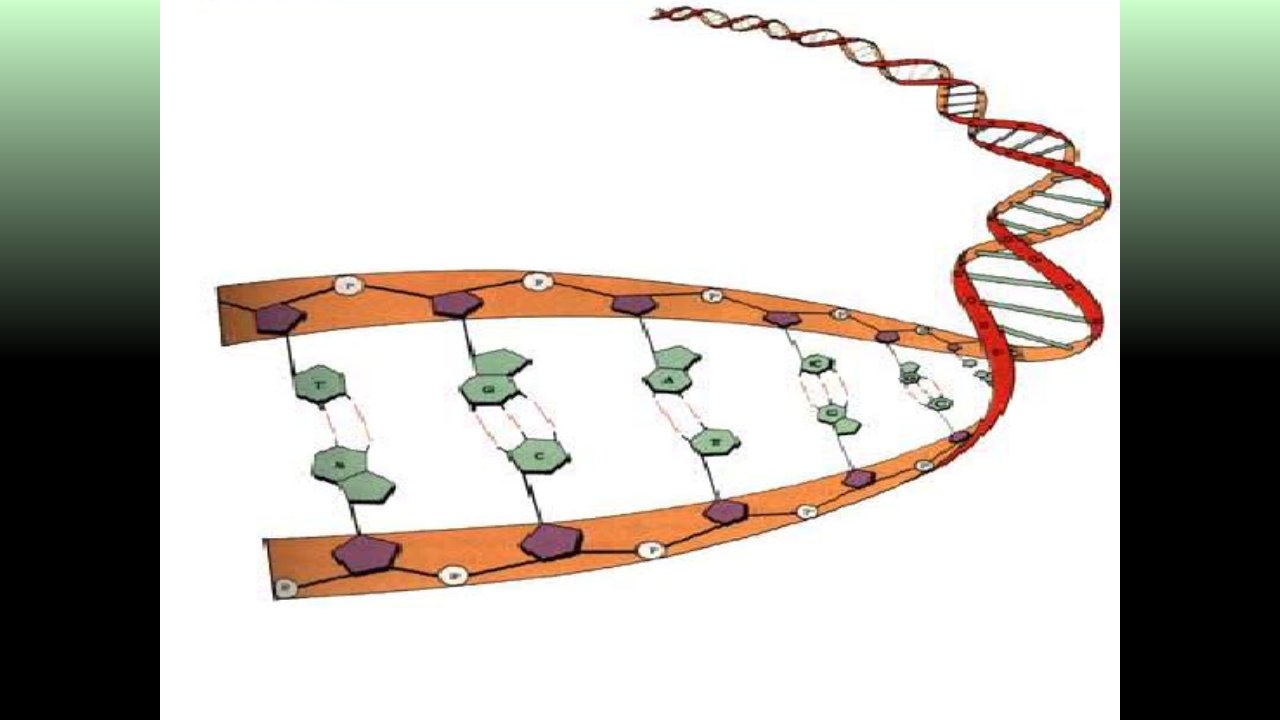 人教版高级中学课本生物必修2第三章第三节DNA的复制公开课教学课件共27p