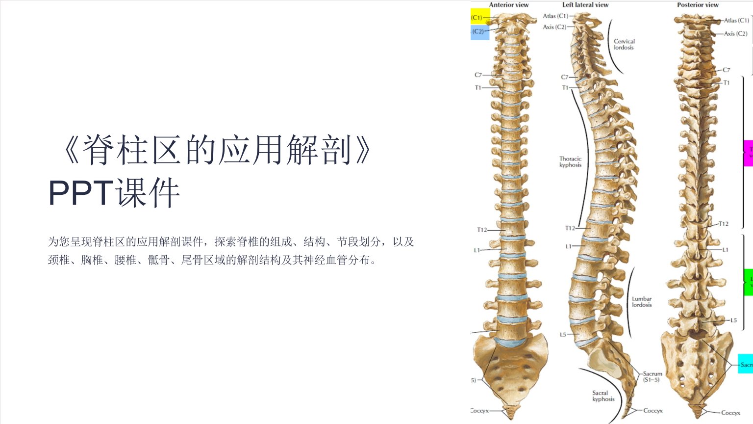 《脊柱区的应用解剖》课件