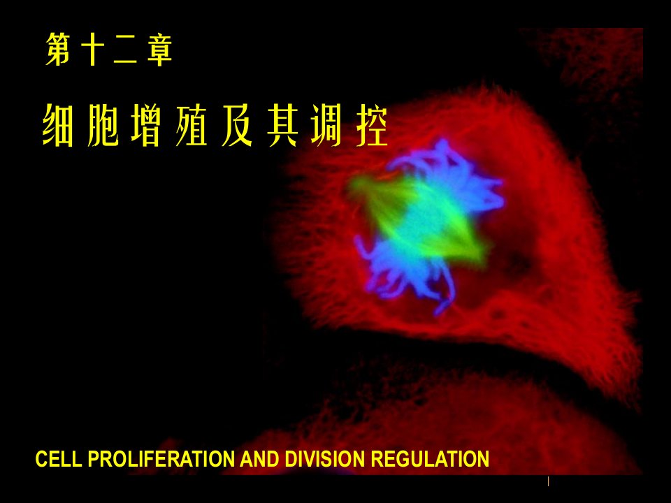 细胞生物学120细胞增殖及其调控