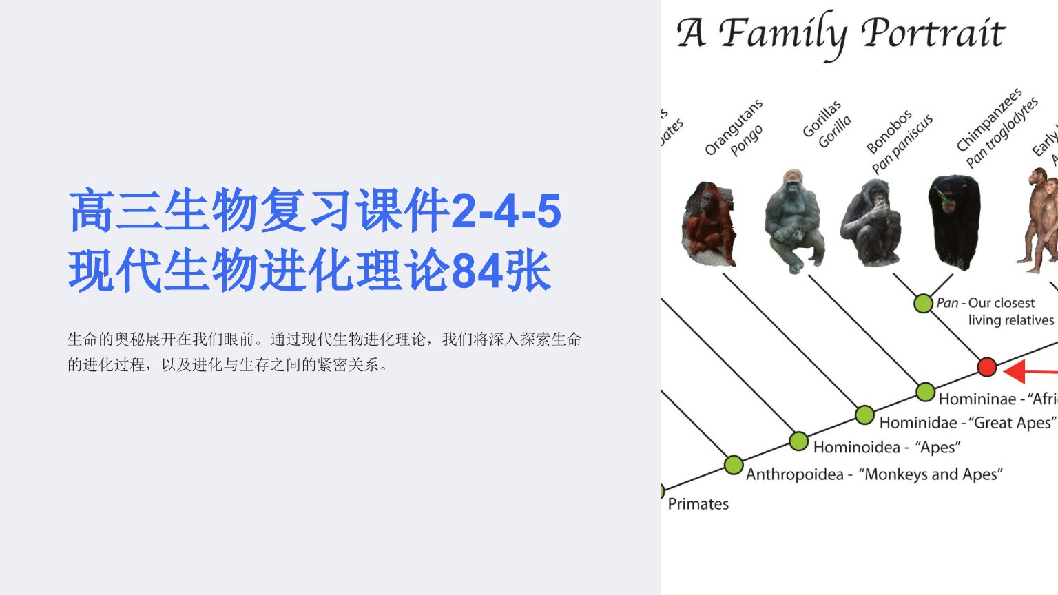 高三生物复习课件2-4-5现代生物进化理论84张