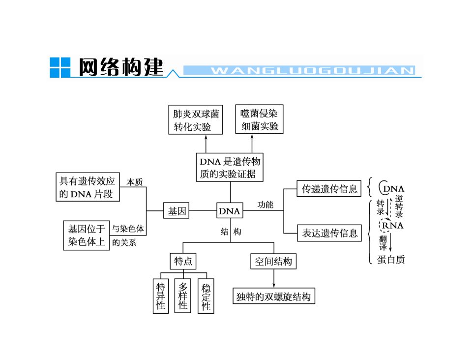 《基因DNA染色体》PPT课件