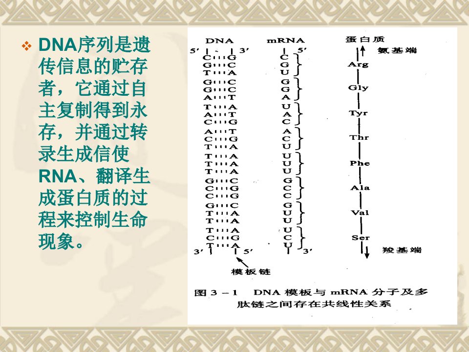 分子生物学第三章生物信息的传递上课件