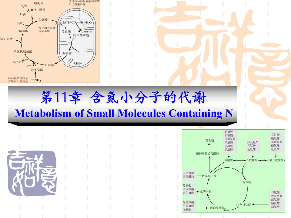 动物生化学-11-含氮小分子的代谢ppt课件