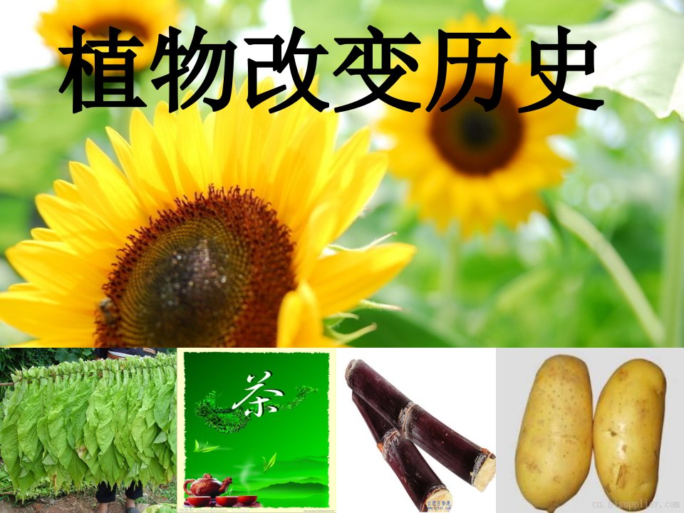 植物改变历史课件