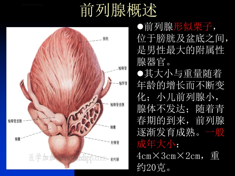 前列腺炎ppt课件