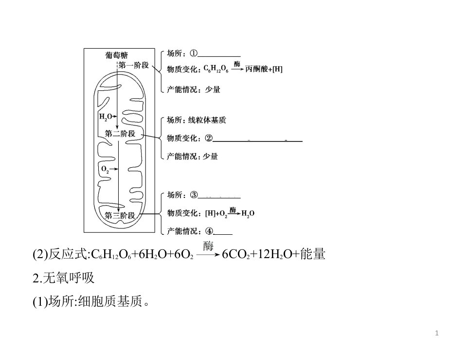 2021高考生物北京版一轮ppt课件：专题5-细胞呼吸