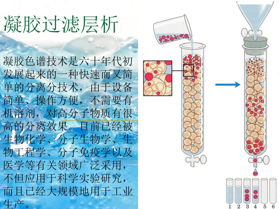 《凝胶过滤层析》课件