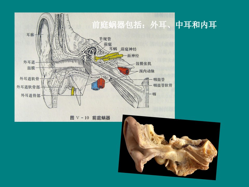 中文_系统解剖学课件_前庭蜗器-课件（PPT·精·选）