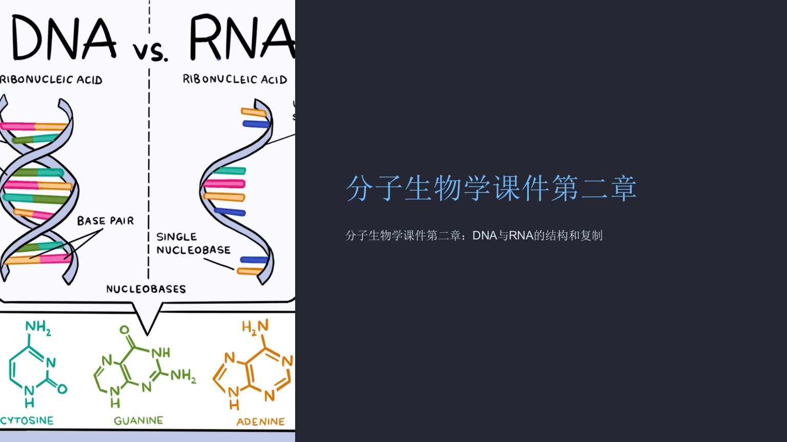 分子生物学课件第二章