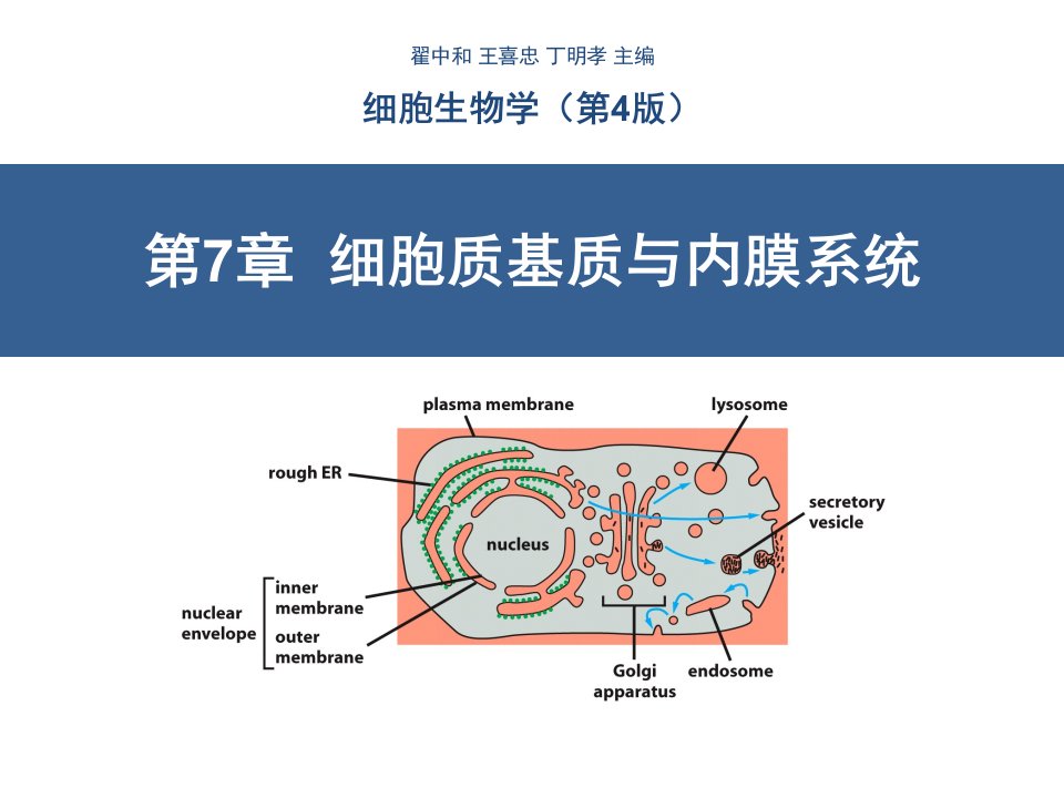 细胞质基质与内膜系统(翟中和第四版)