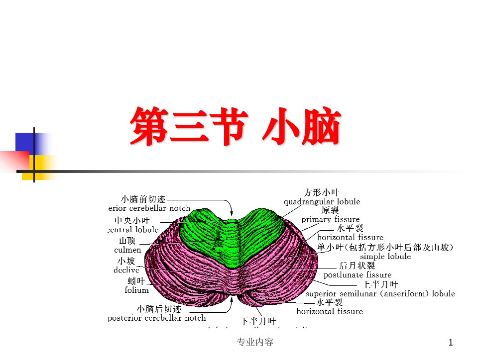 小脑解剖荟萃材料