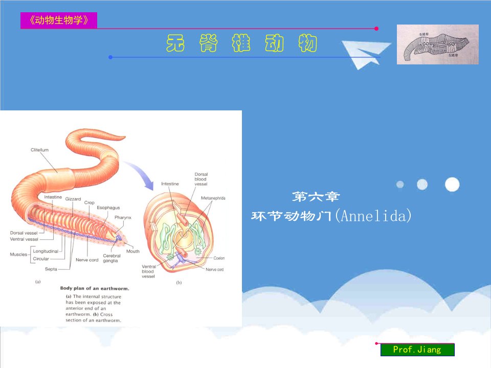 医疗行业-药用动物学环节动物门06上课用