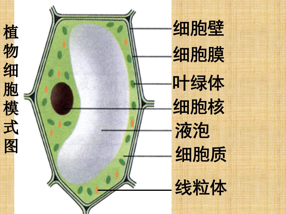 广东省东莞市石龙第二中学初中七年级生物上册