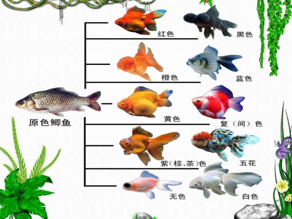 人教版八年级下册生物的变异共55张PPT