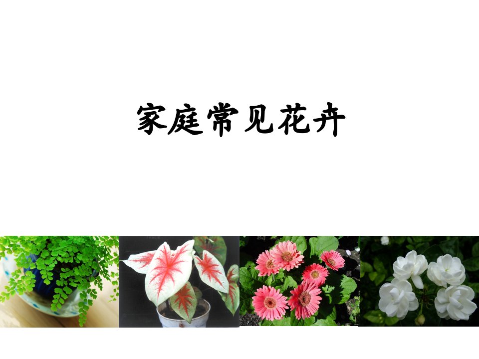 家庭常见花卉的栽培与养护