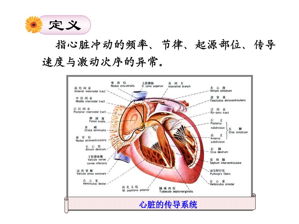 内科护理学第5版心律失常