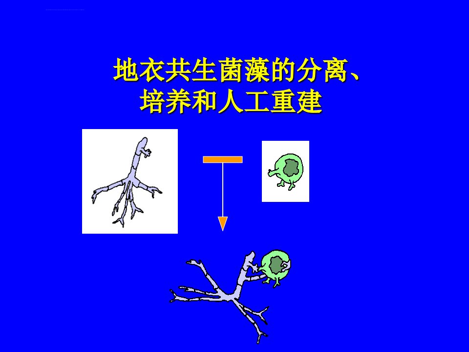 地衣共生菌藻的分离培养及其人工重建ppt培训课件