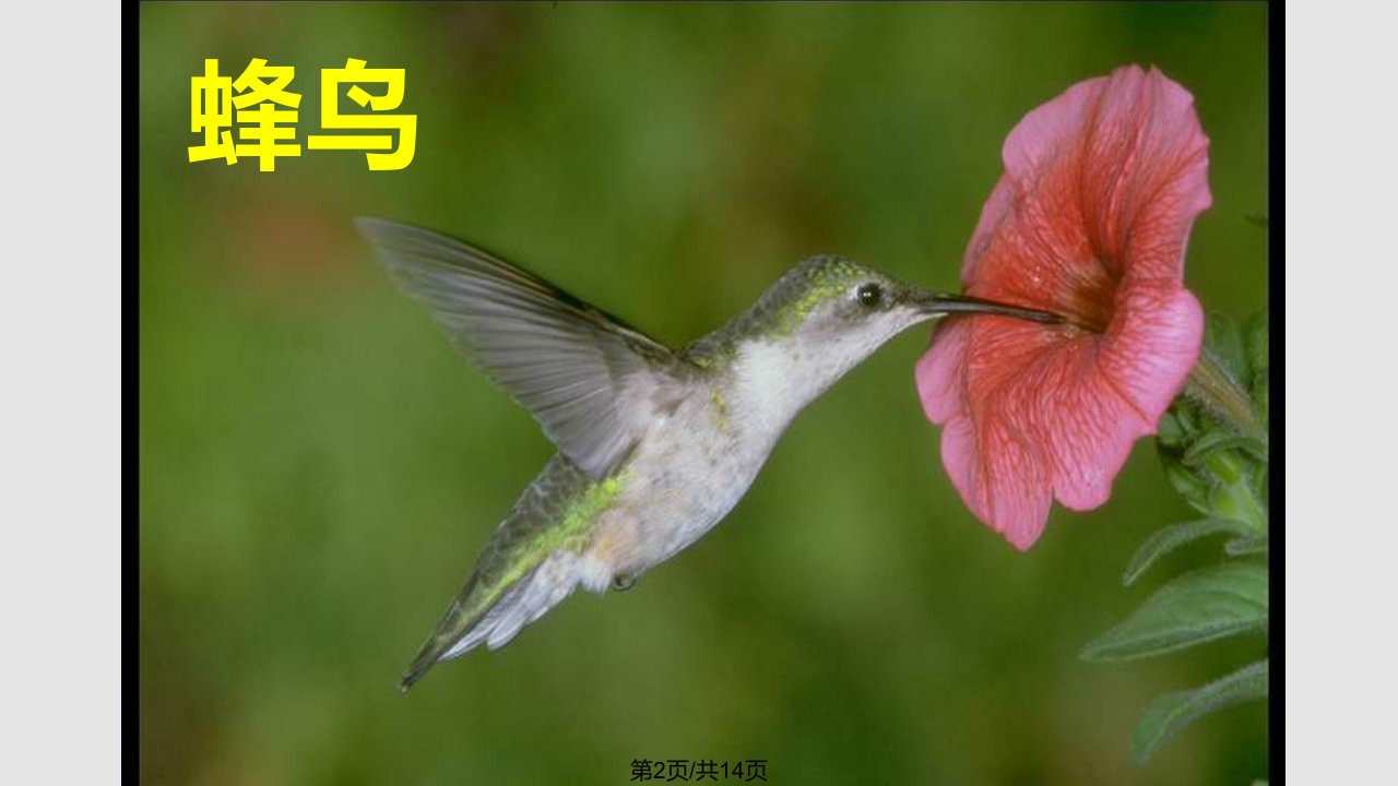 空中的生物鸟类